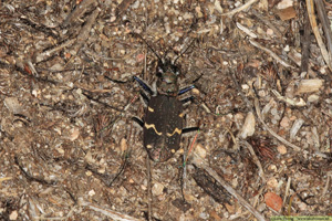 Skogssandjägare, Cicindela sylvatica